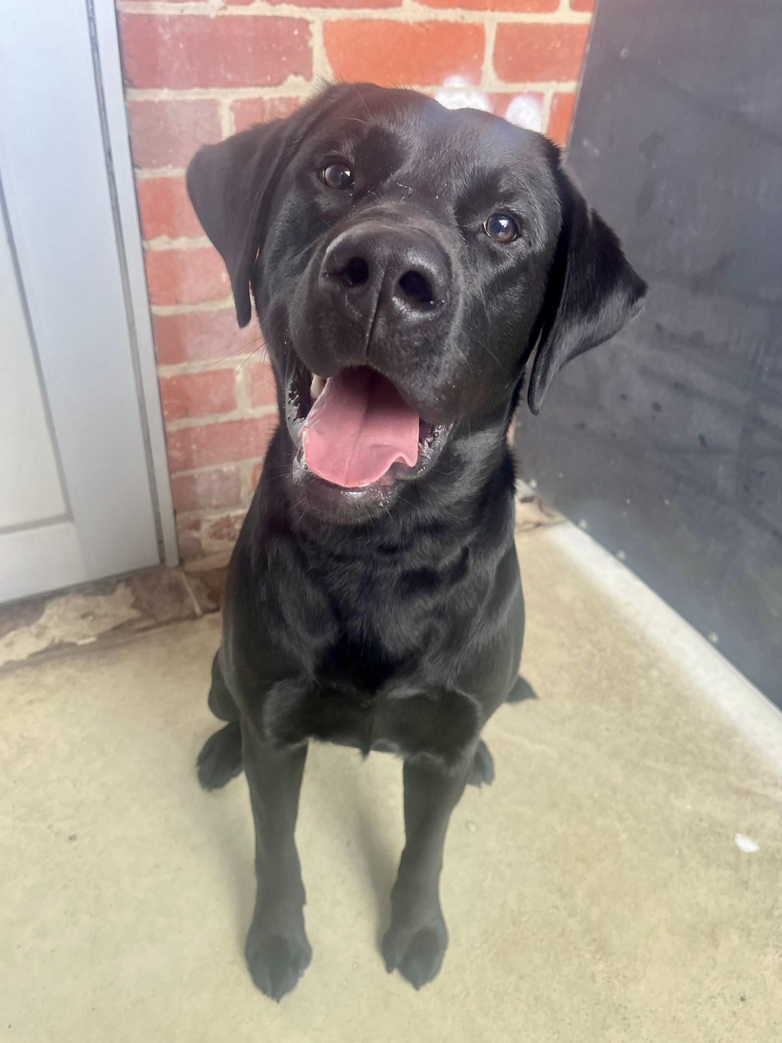 Happy black labrador sitting smiling with tongue out