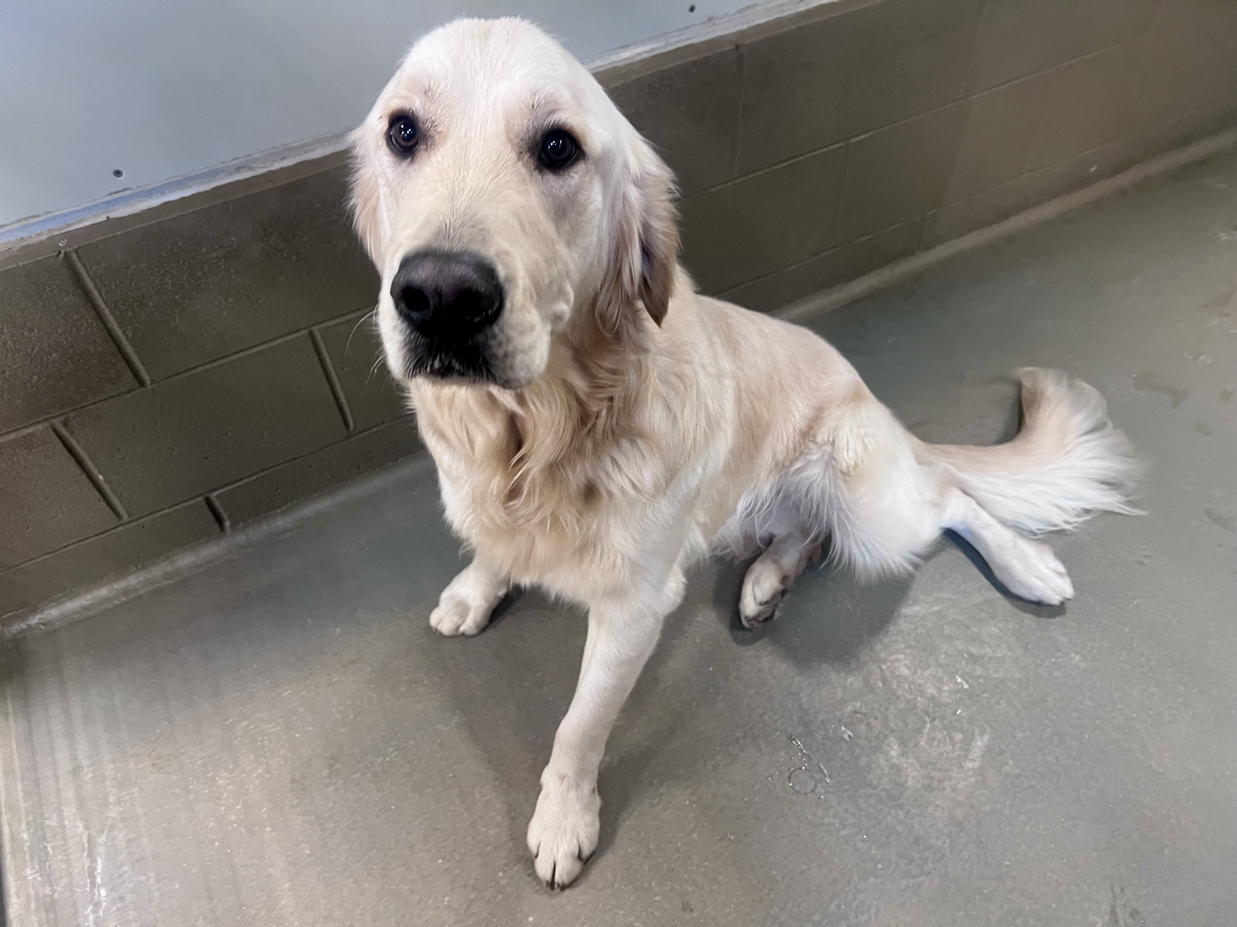 Golden Retriever sitting with his fluffy tail fanned out on the floor of his kennel