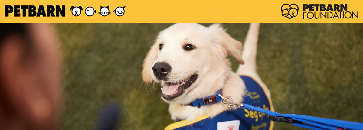 Seeing Eye Dogs Australia A Photo Of Playful Golden Retriever Seeing Eye Dog Puppy With Petbarn Logo Banner