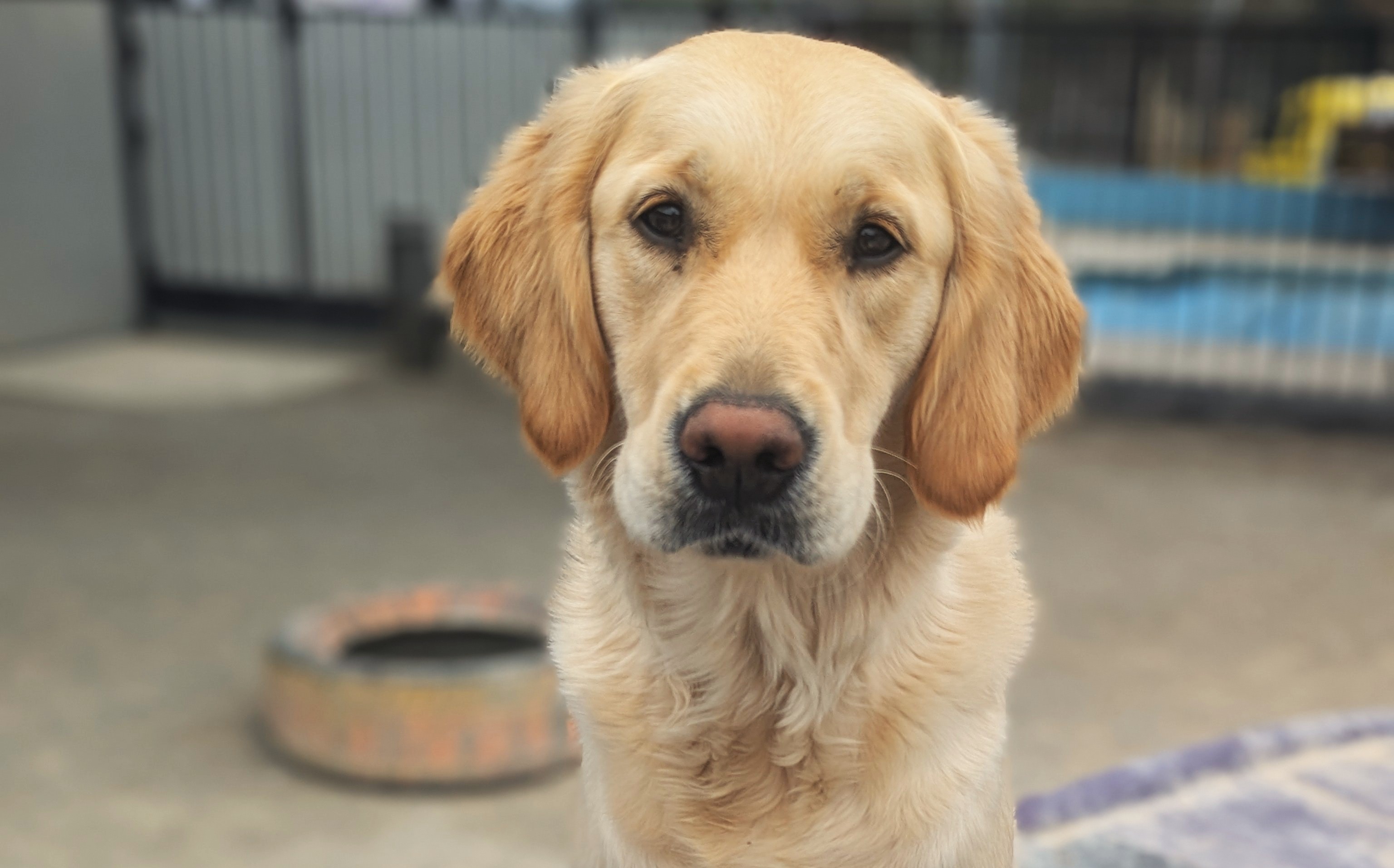 Golden Retriever posing for her portrait on agility bridge