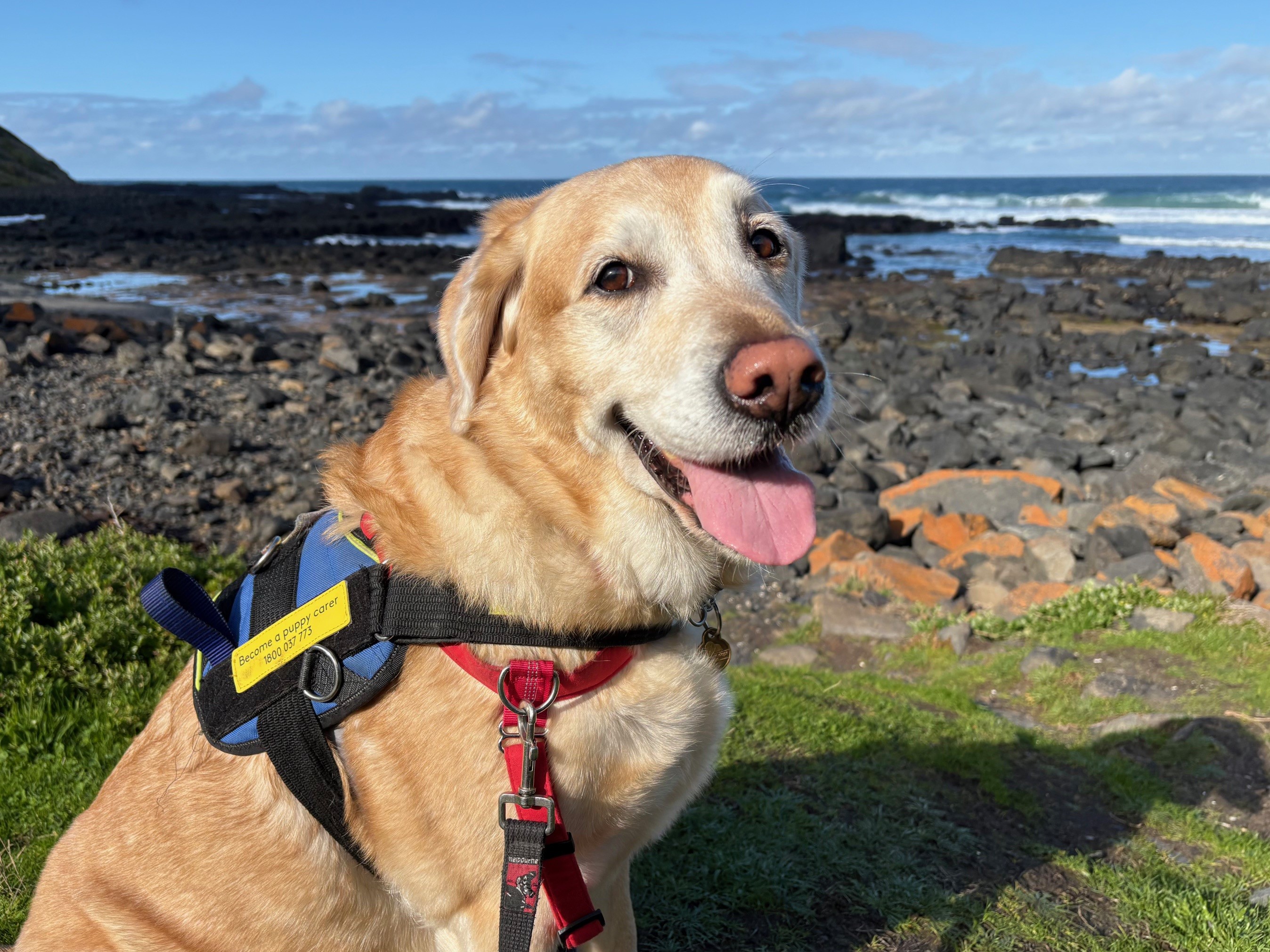 Yellow labrador in harness sitting on the beach