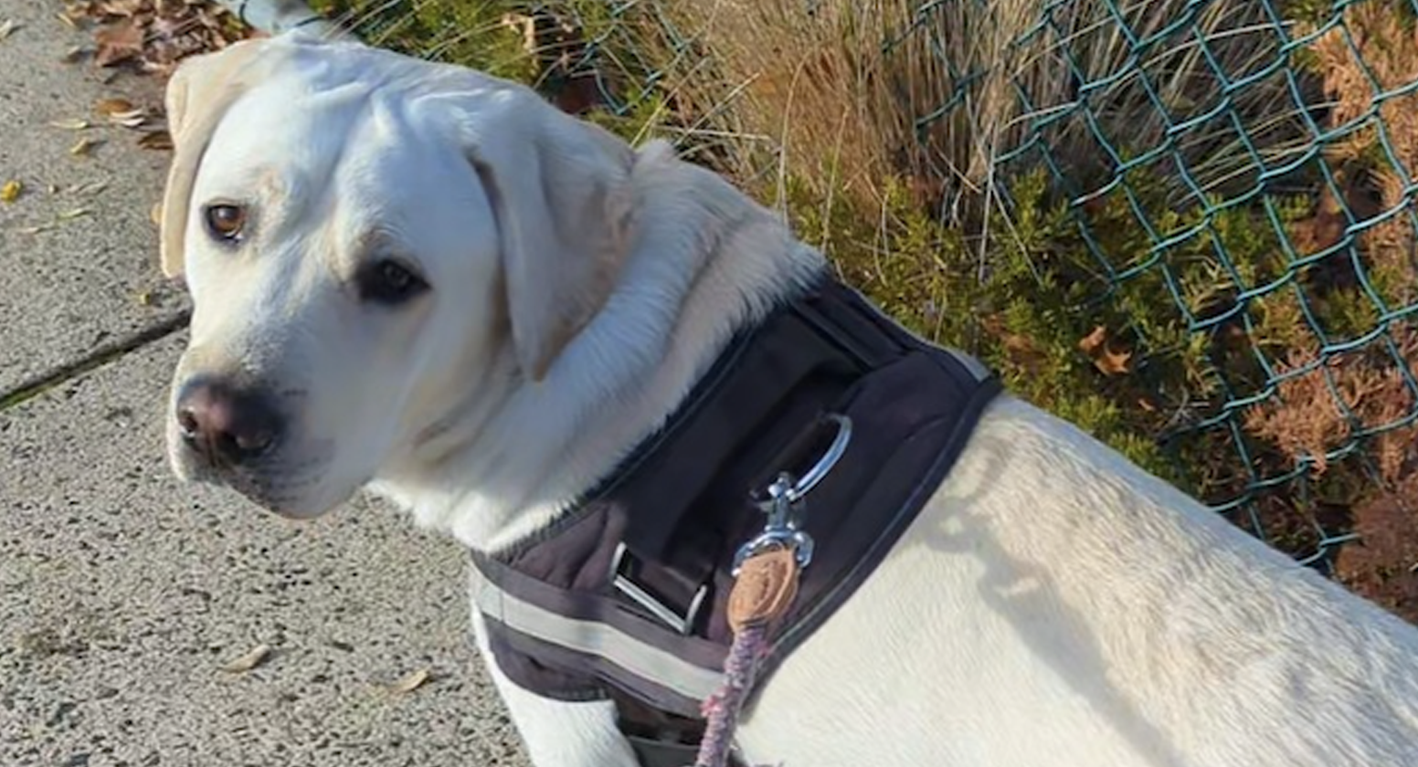 Yellow Labrador on lead, standing with his head turned to the camera