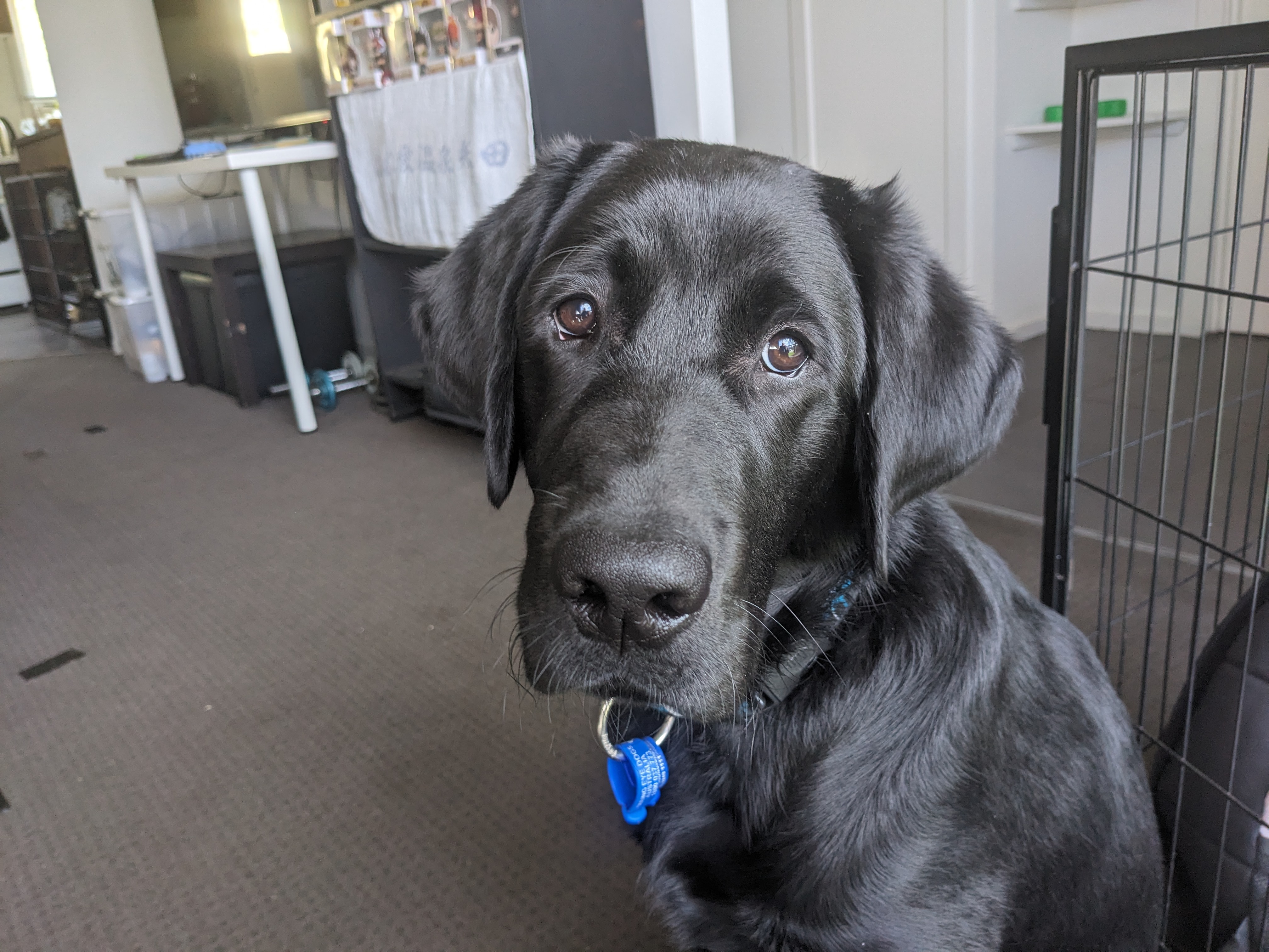 Close up of black labrador sitting in front of his crate