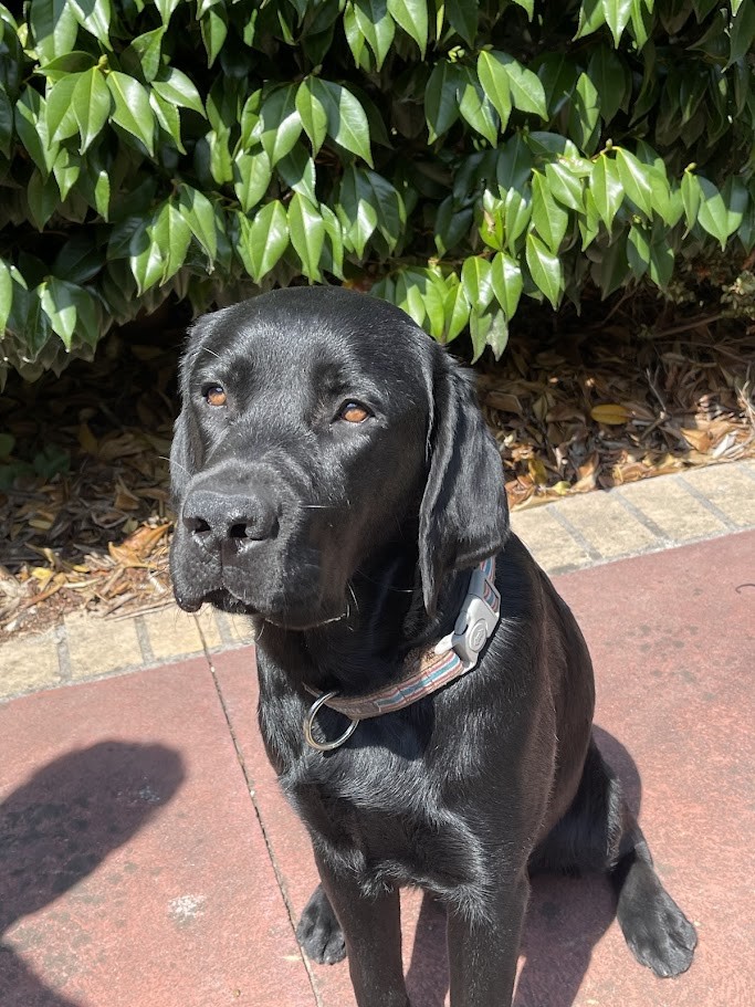 Shiny black labrador sitting on paved path in the sunshine