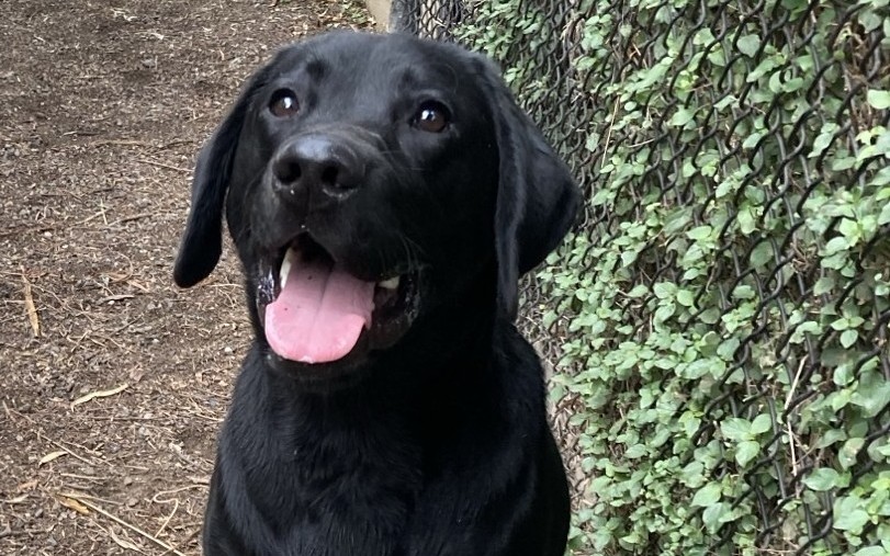 Happy black labrador sitting next to green leaves with his mouth open in and tongue out