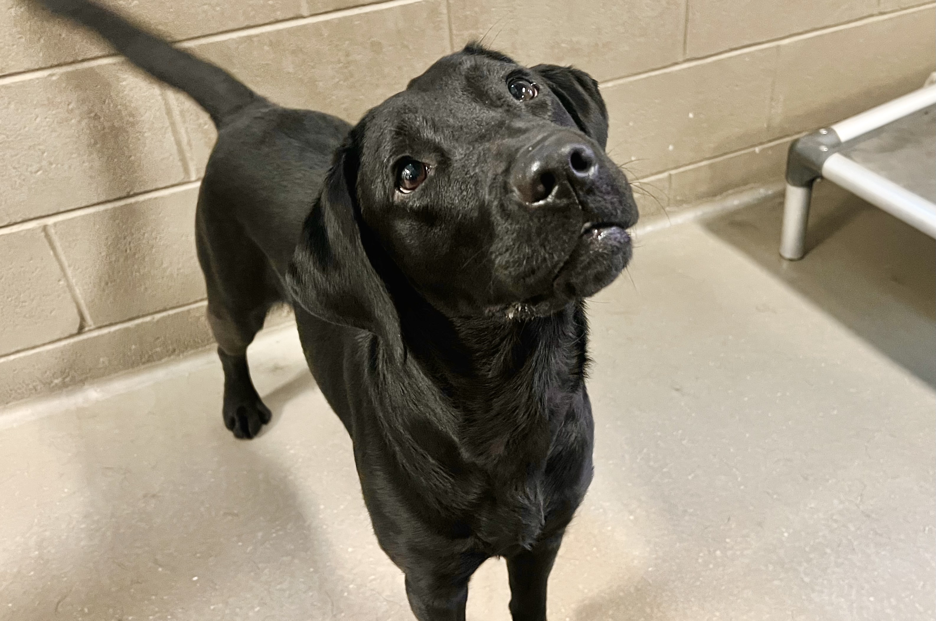 Small black Labrador standing in her kennel with a cute head tilt.