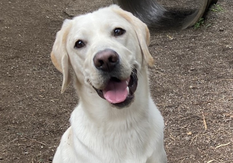 Happy yellow labrador sitting outside with bright relaxed smile