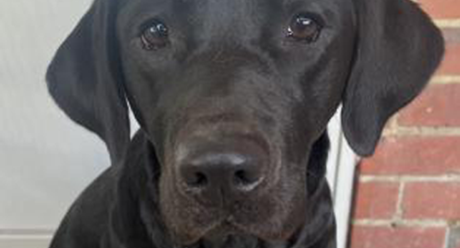 Black Labrador sitting in front of kennel door