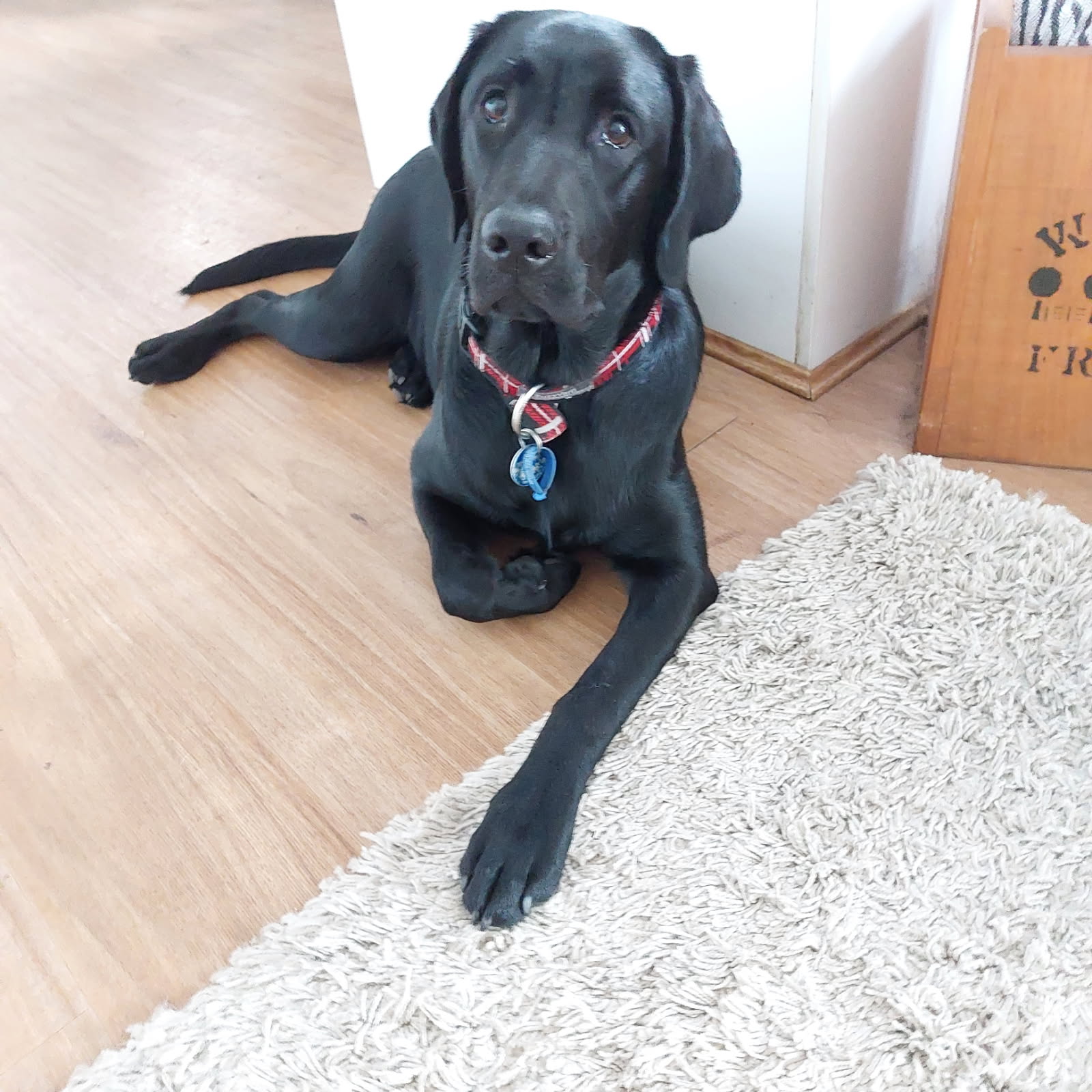 Black labrador lying on loungeroom floor