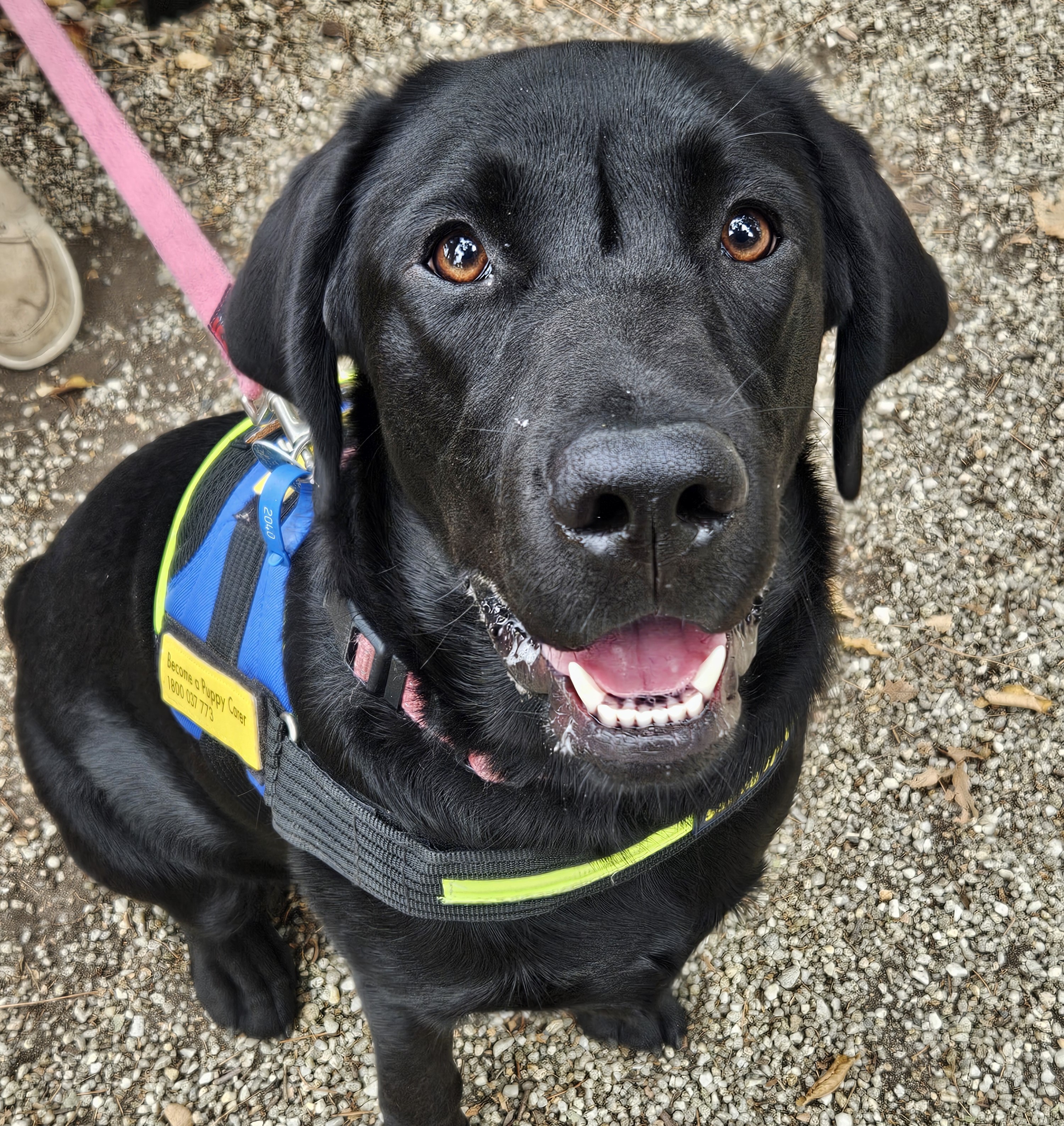 Black lab wearing SED jacket