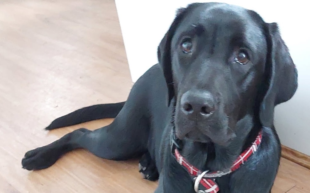 Black labrador lying on loungeroom floor