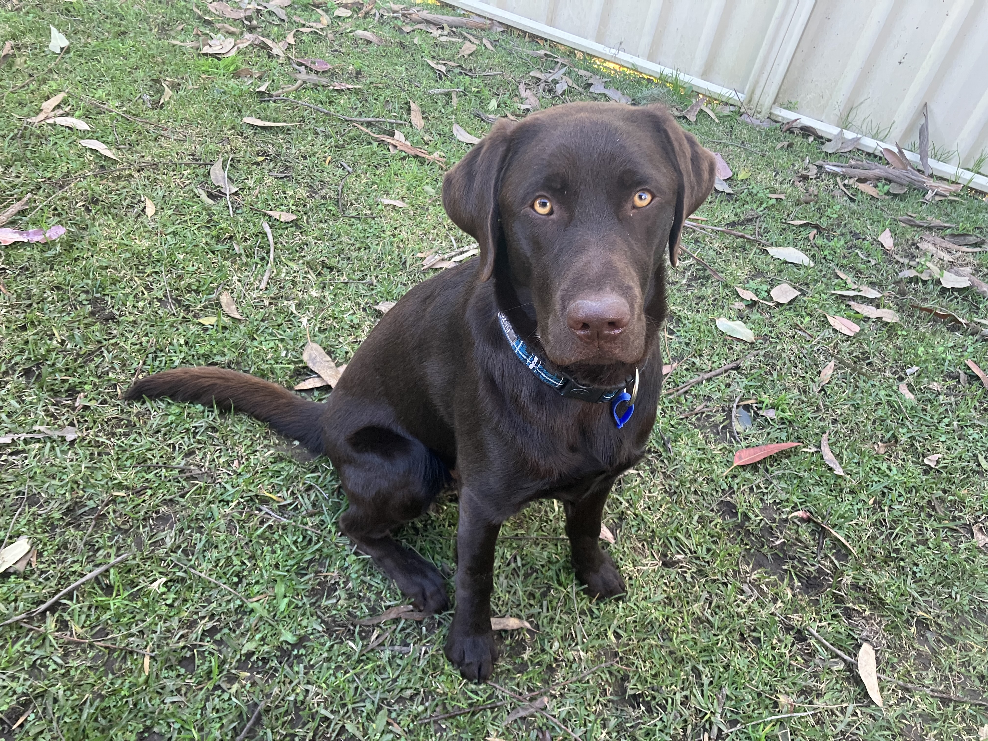 Chocolate labrador sitting on green lawn