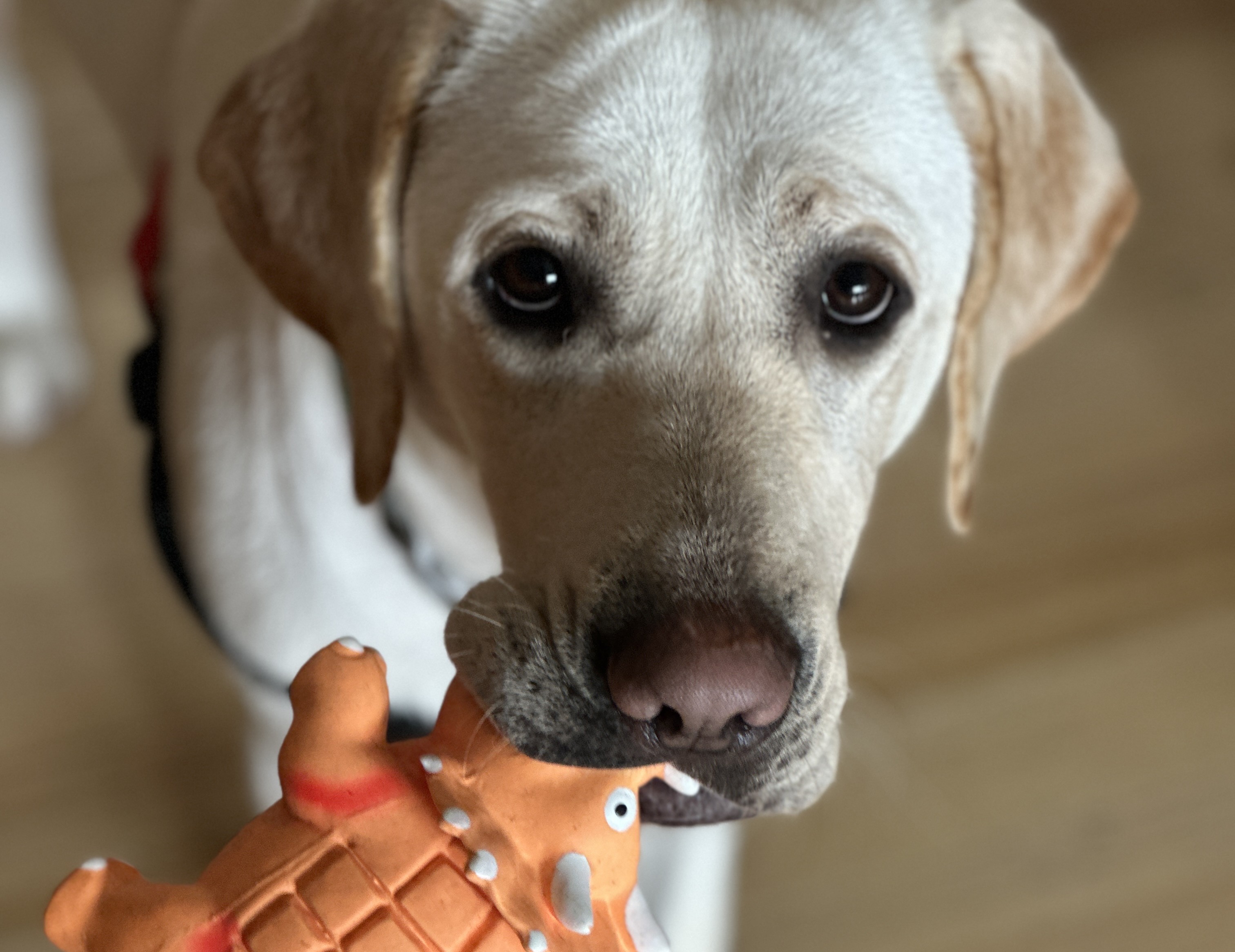 Close up of yellow Labrador delicately holding an orange soft toy in her mouth