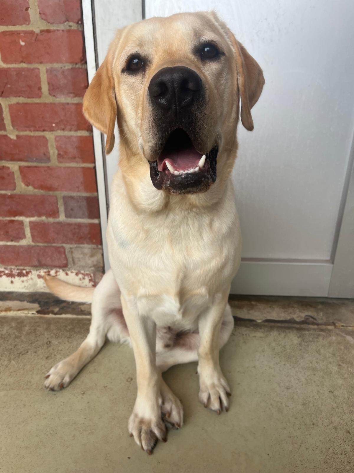 Happy yellow labrador sitting on front of kennel door