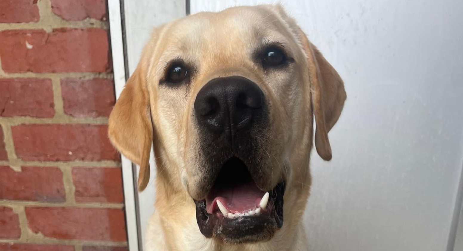 Happy yellow labrador sitting in front of kennel door