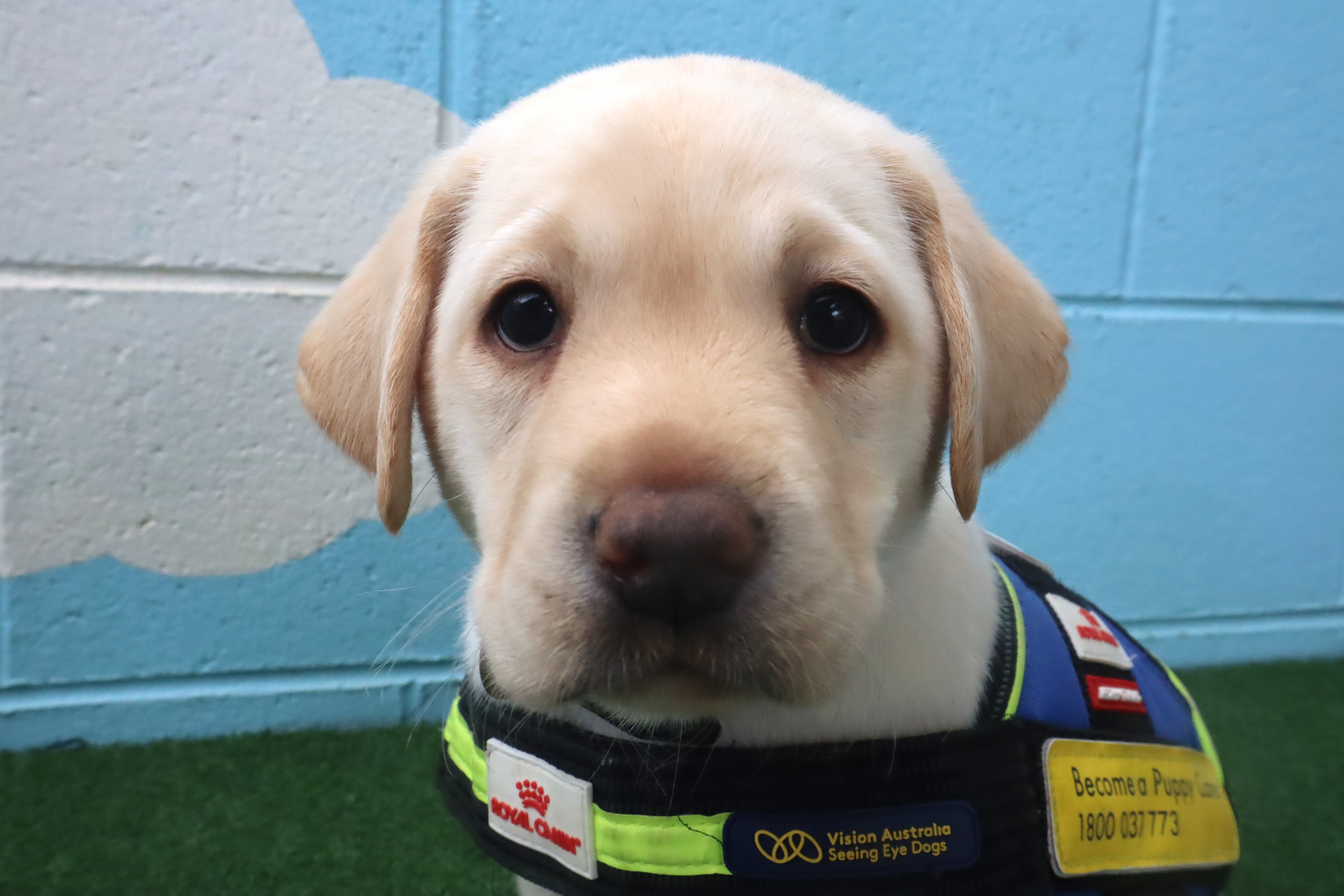 A yellow Labrador pup looking attentively at the camera.