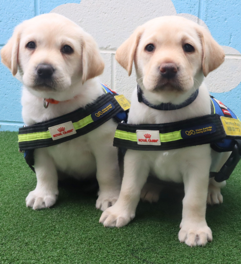 Two Labrador puppies in their puppy training coats, sitting side by side.