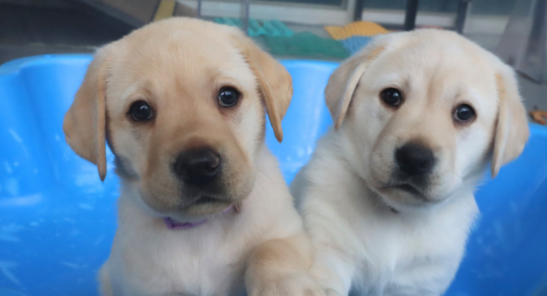 Two labrador pups playing in a blue sandpit.