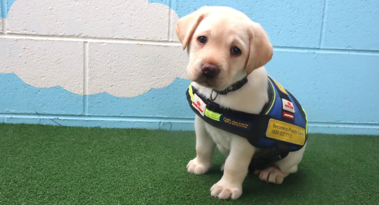 A yellow labrador puppy sitting nicely with her puppy training coat.