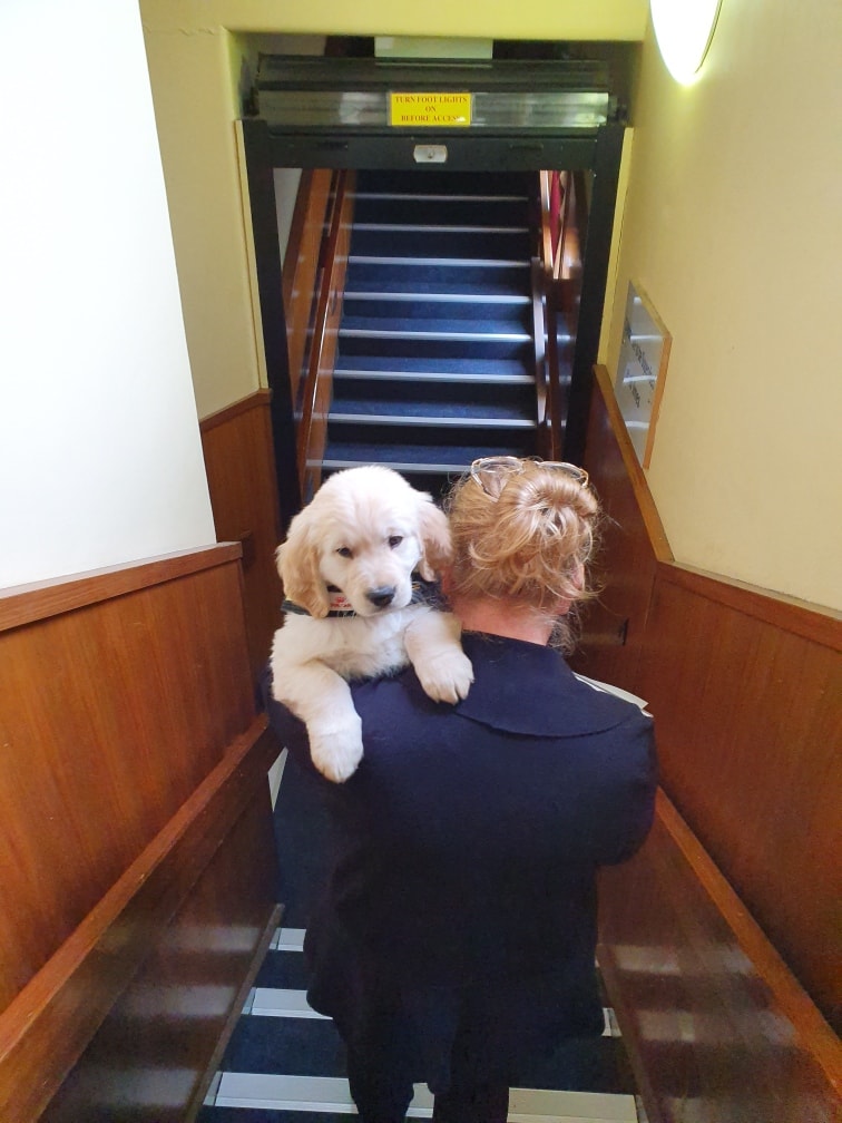 "Emma carrying puppy Draco down the stairs at her work."