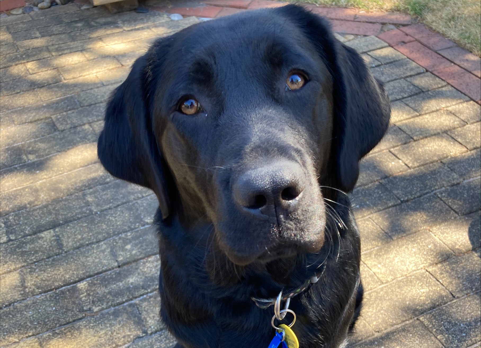 Black labrador sitting on brick pathway in the dappled sunlight