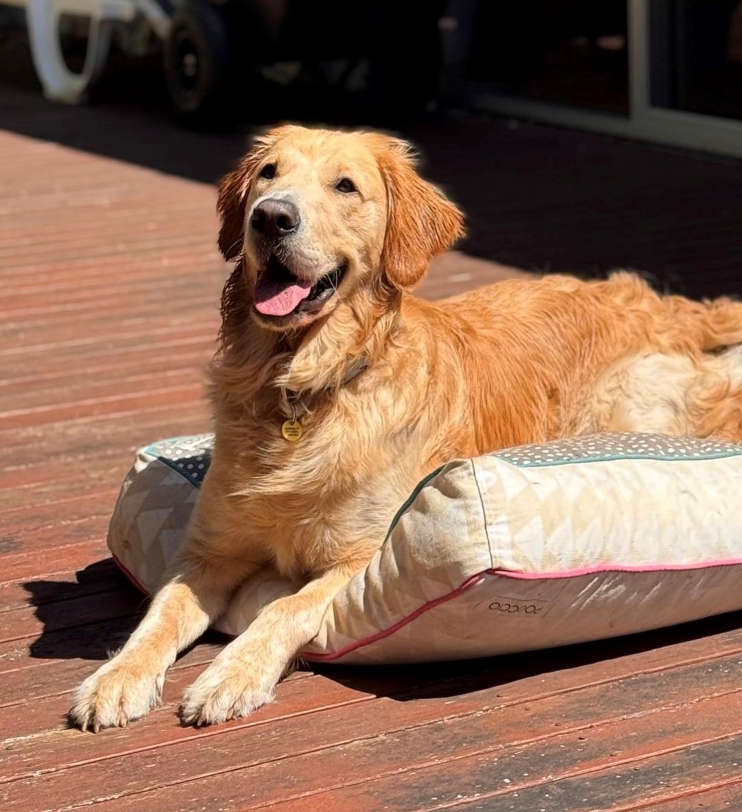 Golden Retriever lying on sunny deck on dog bed