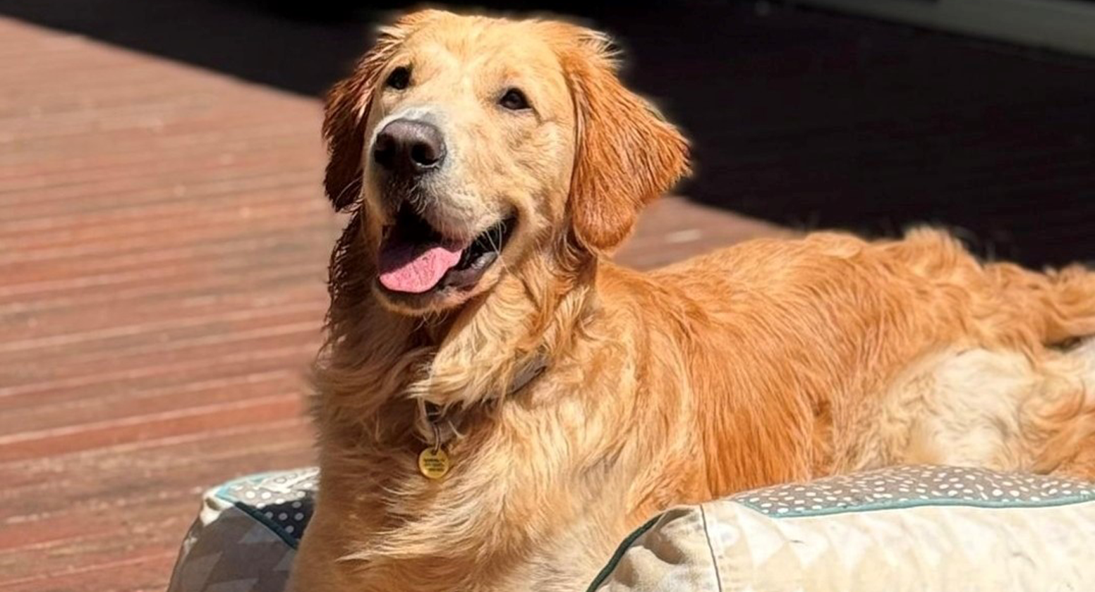 Golden Retriever lying on a sunny deck on dog bed