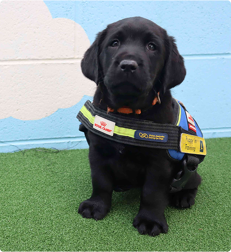 A black Seeing Eye Dog is sitting in front of a blue wall, wearing a Seeing Eye Dog harness.