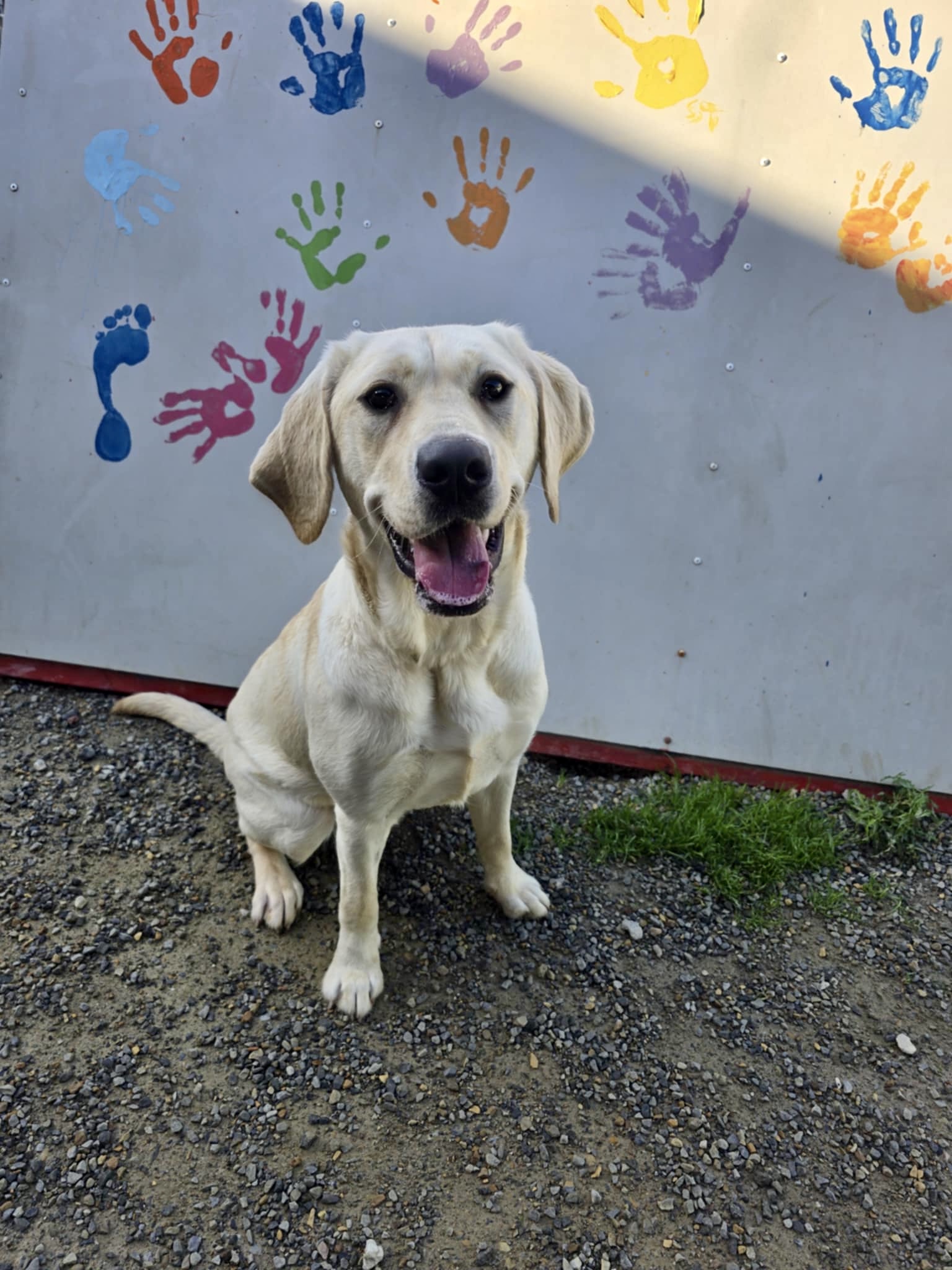 Yellow lab sitting happily in front of colourful muralled wall