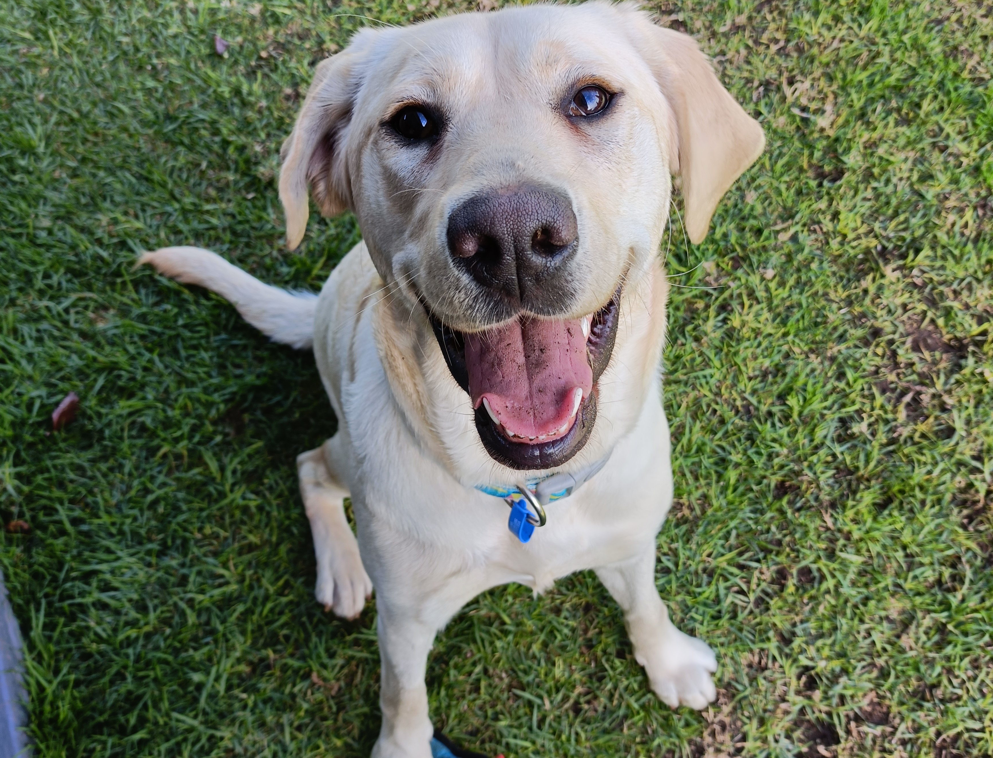 Happy yellow lab sitting on the grass looking up into the camera
