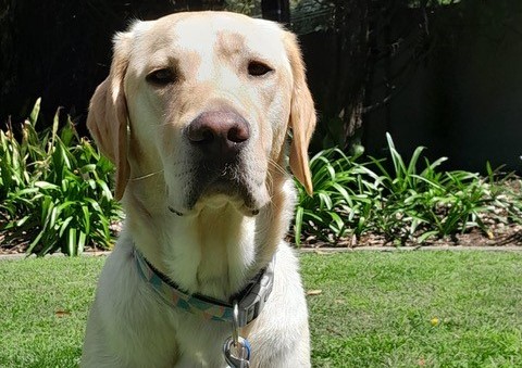 Yellow labrador sitting in sunshine in front of garden bed
