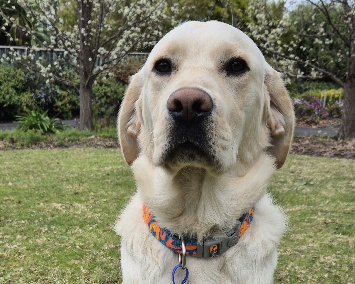 White dog sitting proudly on grass