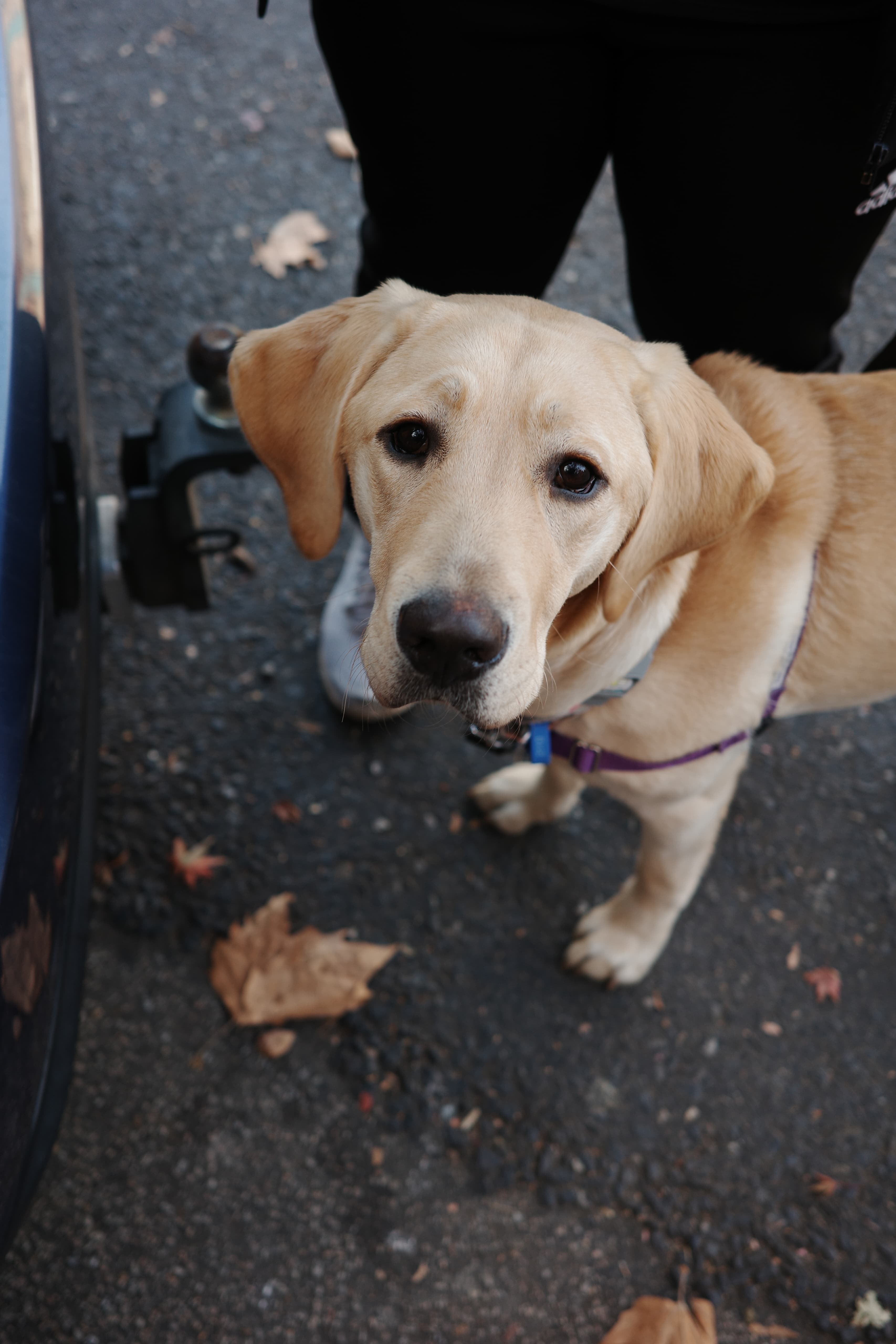 Yellow labrador standing on he path with autumn leaves on the ground