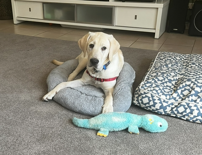 Yellow labrador lying on dog bed next to his soft toy