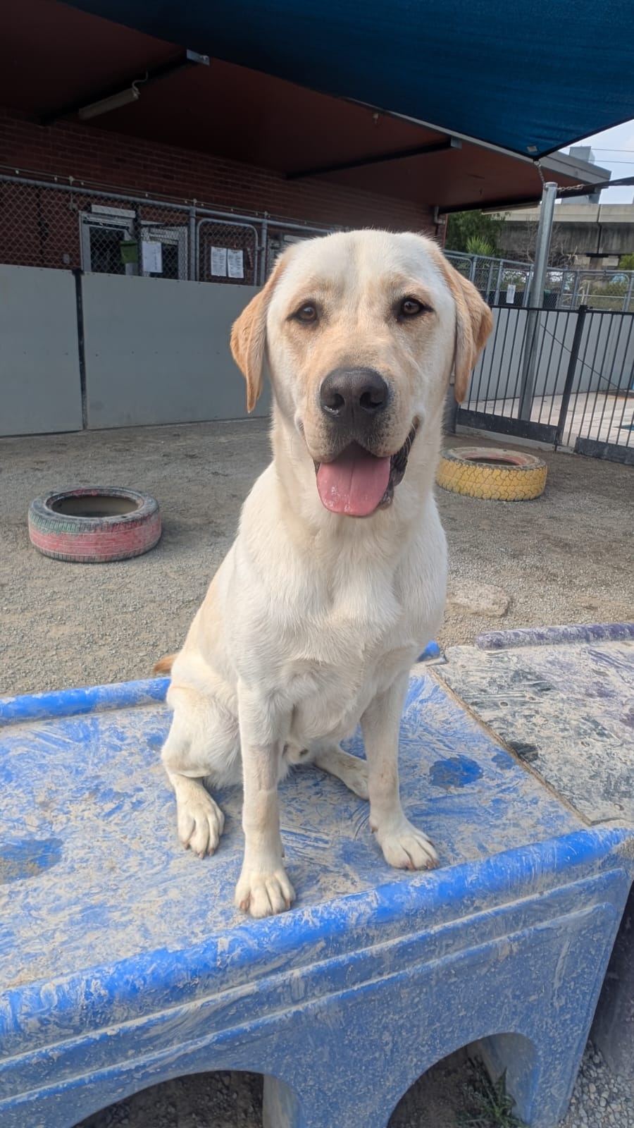 Yellow labrador sitting proudly on blue bridge