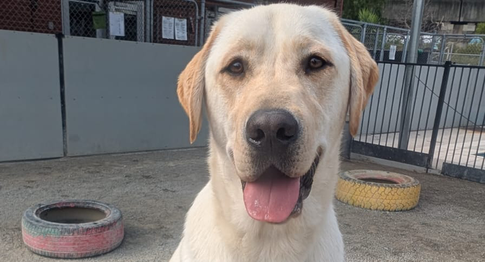 Yellow Labrador sitting proudly on blue bridge