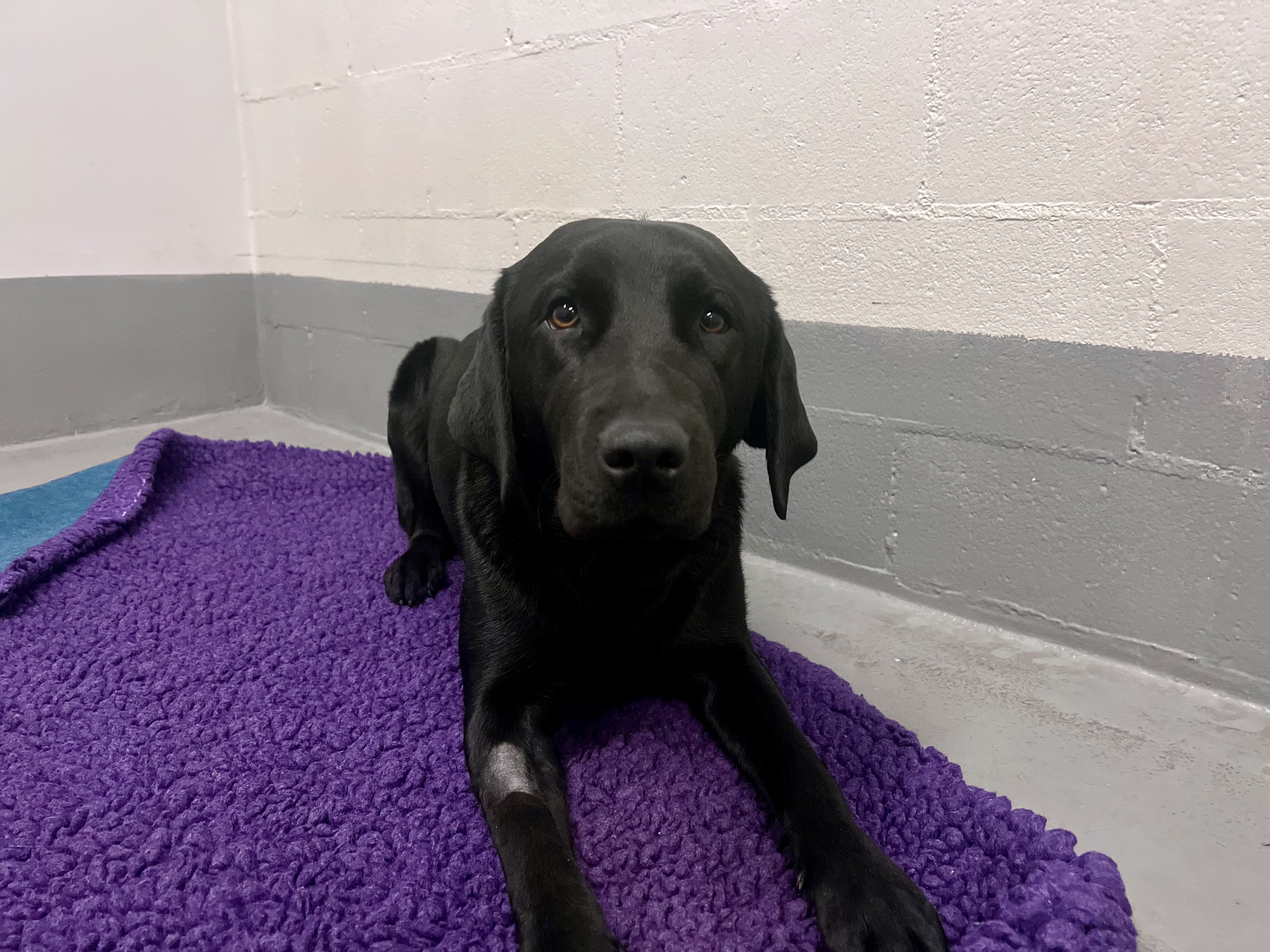 Black labrador lying on comfy bedding in kennel