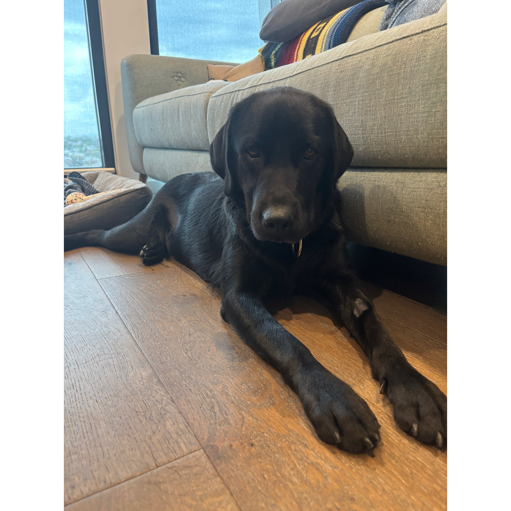 Black labrador lying on floorboards in front of lounge