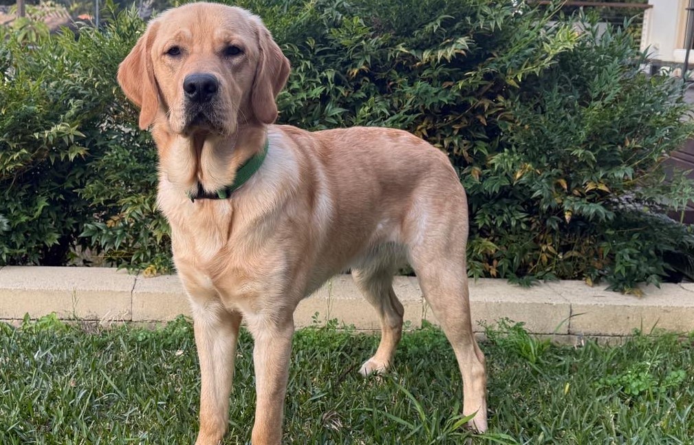 Yellow labrador standing calmly on the grass with his toy