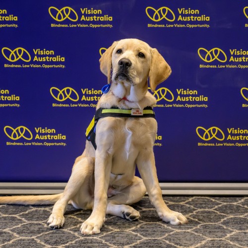 A Seeing Eye Dog is wearing an in-training vest, and is sitting in front of a backdrop that has the Vision Australia logo.