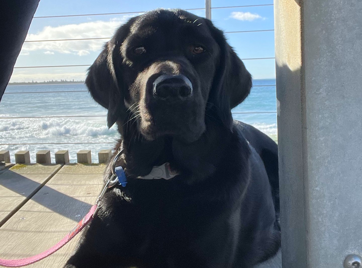 Black labrador lying on a pier next to the ocean