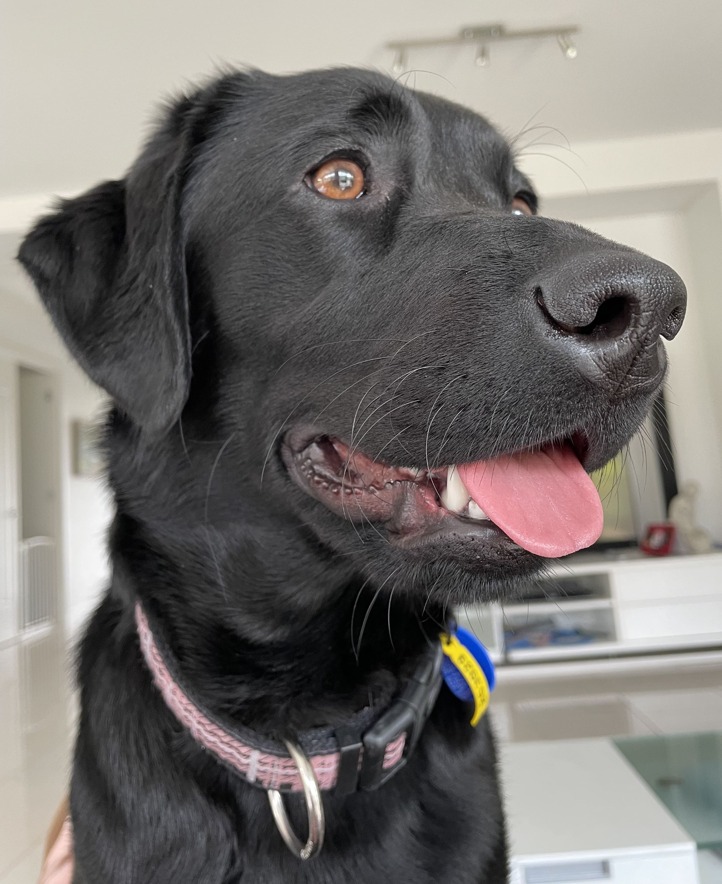 Close up side profile of black labrador