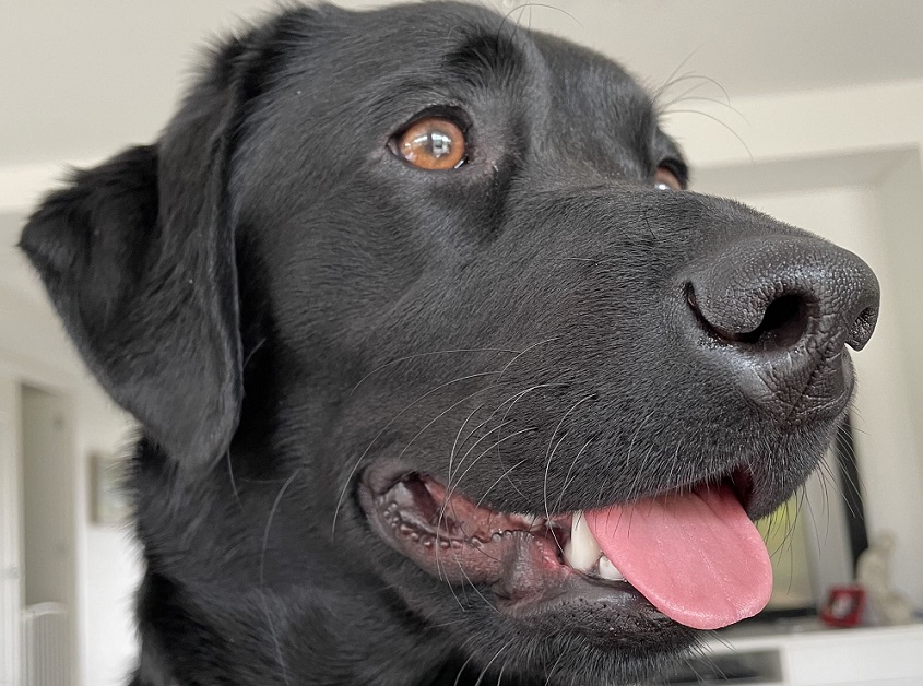 Close up side profile of black labrador