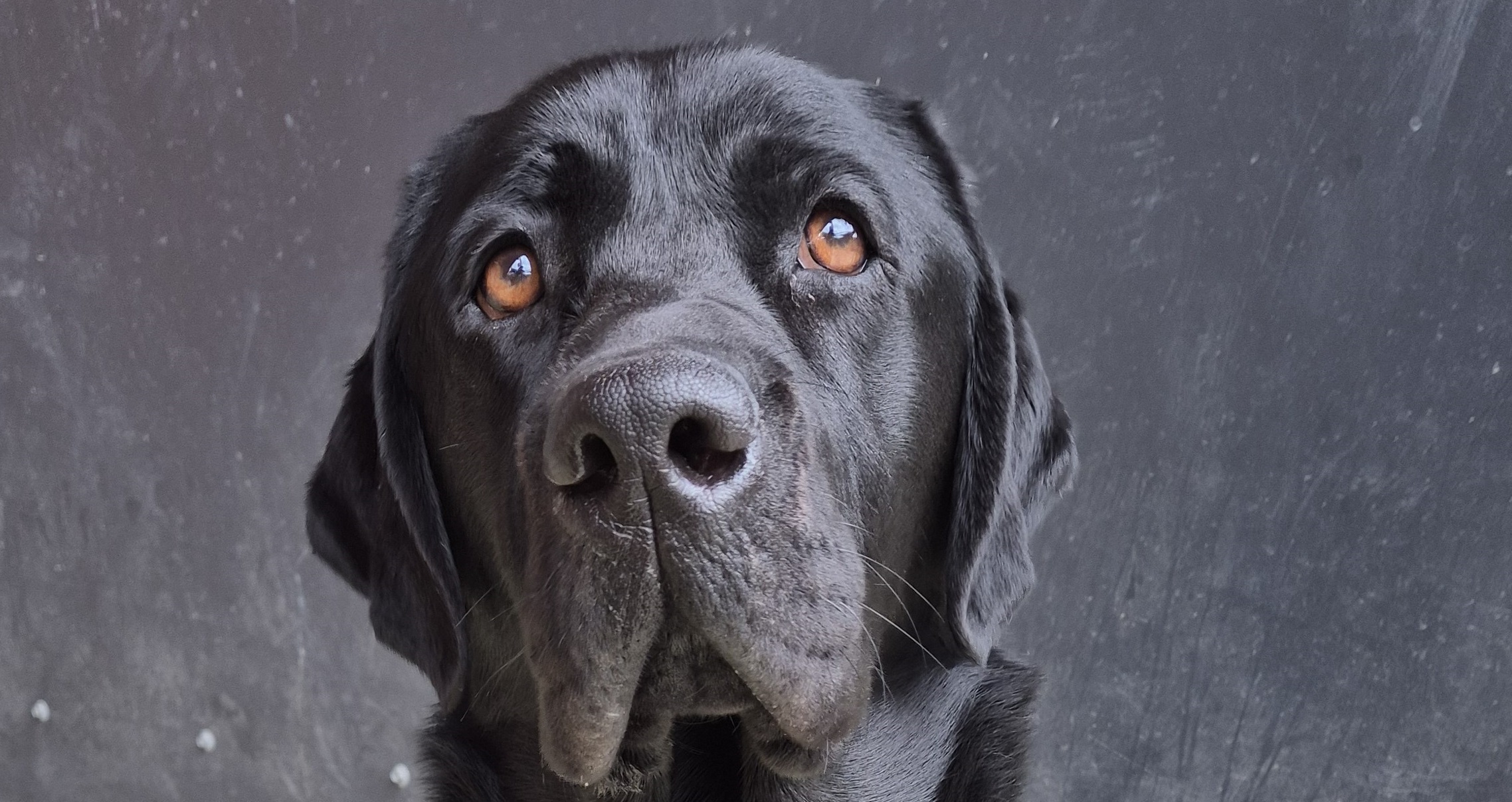 Shiny black labrador sitting and looking into camera