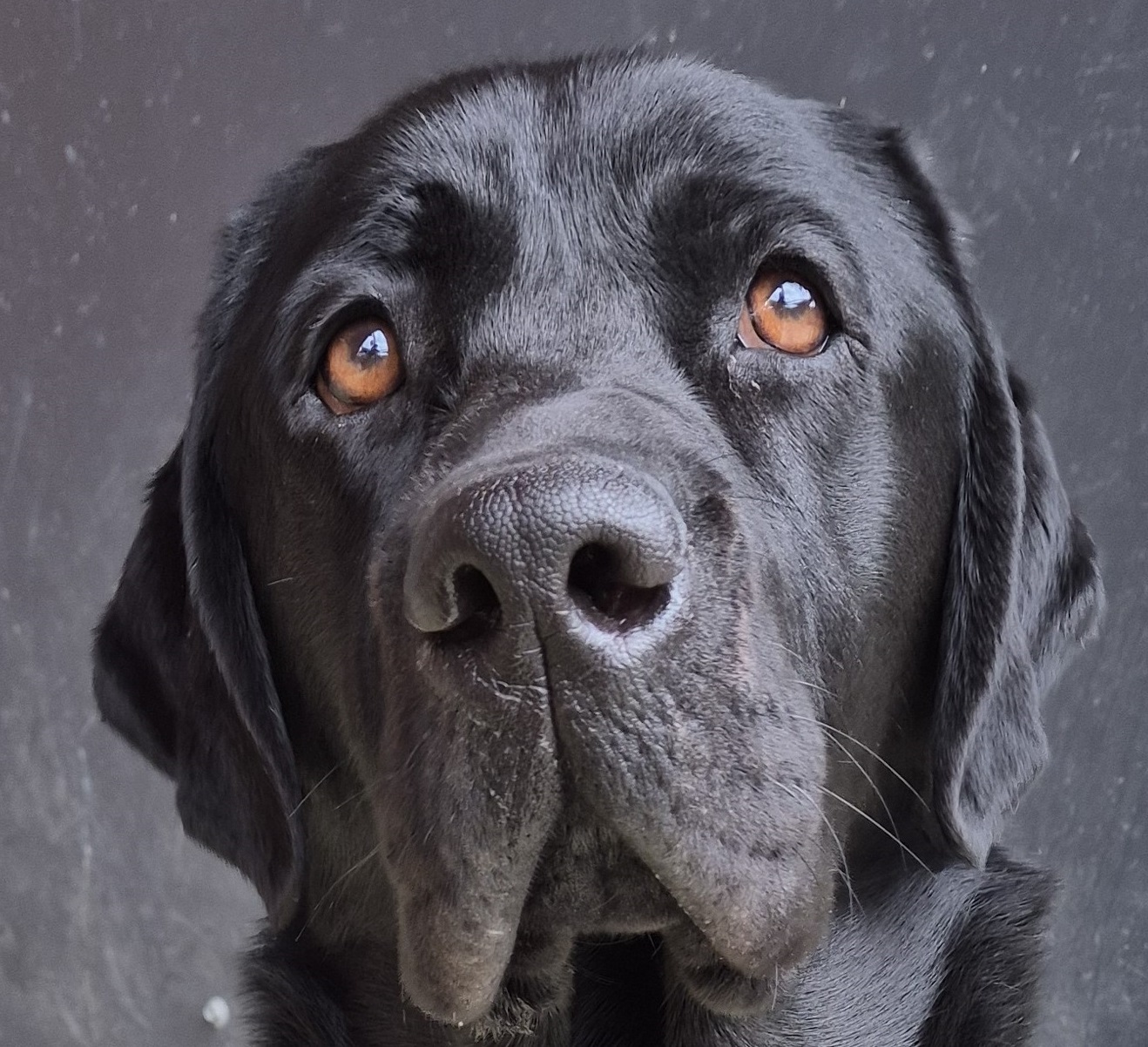 Shiny black labrador sitting and looking into camera