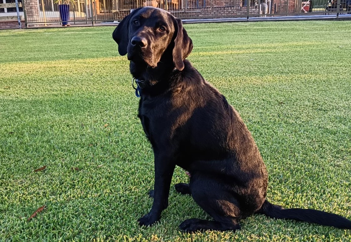 Black labrador sitting on the grass in the dappled sunlight