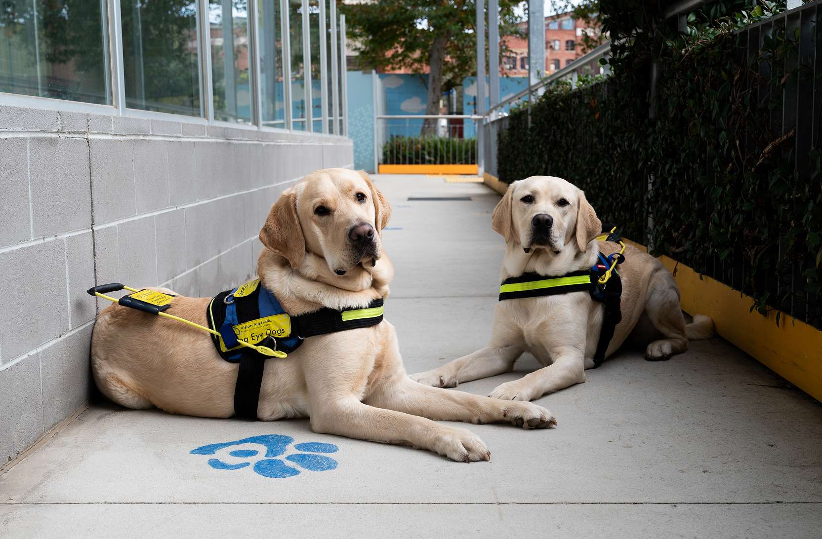 2 yellow Seeing Eye Dogs sitting on the ground, in a paved area