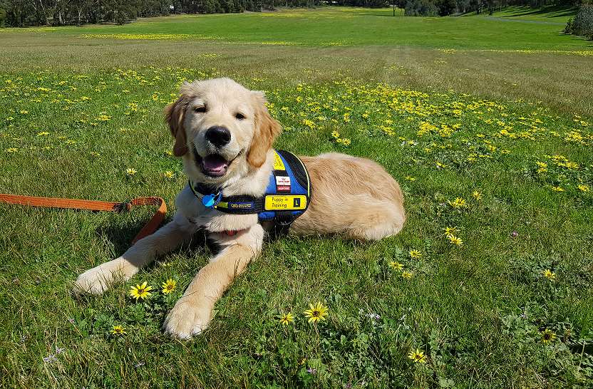 A yellow Seeing Eye Dog sitting in a field of grass, wearing a Seeing Eye Dogs harness