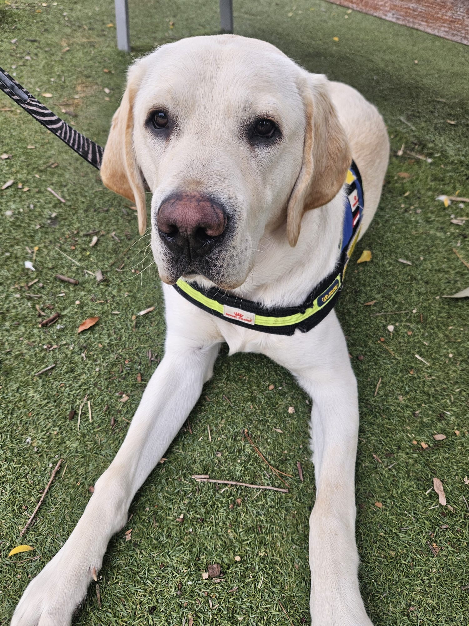 White labrador lying on grass wearing SED jacket