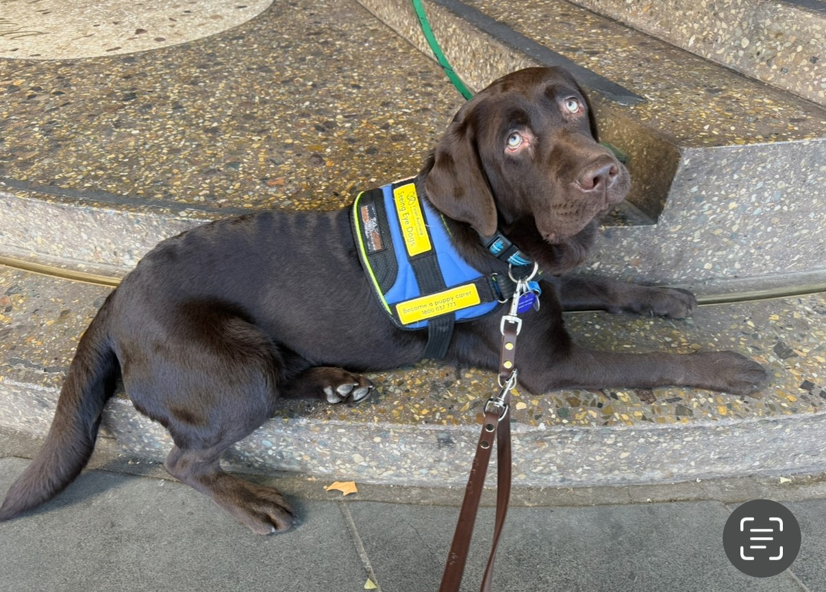 Chocolate labrador in down position wearing SED jacket.